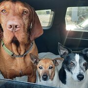 Home Owner wanting sitter in Melbourne, Victoria