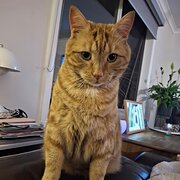 Home Owner wanting sitter in Melbourne, Victoria