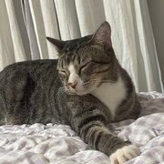 Home Owner wanting sitter in Darwin, Northern Territory