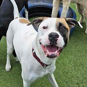 Home Owner wanting sitter in , Western Australia
