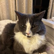 Home Owner wanting sitter in Melbourne, Victoria