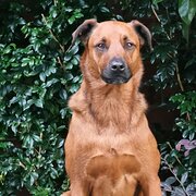 Home Owner wanting sitter in MELBOURNE, Victoria