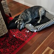 Home Owner wanting sitter in Canberra, New South Wales