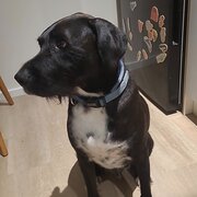 Home Owner wanting sitter in Canberra, New South Wales