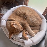 Home Owner wanting sitter in Adelaide , South Australia