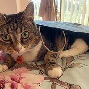 Home Owner wanting sitter in Wanneroo, Western Australia