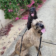 Home Owner wanting sitter in , Western Australia
