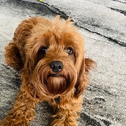 Home Owner wanting sitter in Newcastle , New South Wales