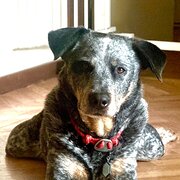 Home Owner wanting sitter in Penrith, New South Wales