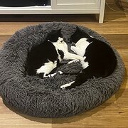 Home Owner wanting sitter in , Victoria