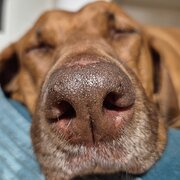 Home Owner wanting sitter in Sydney is about 75 km, New South Wales