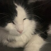 Home Owner wanting sitter in Brisbane, Queensland