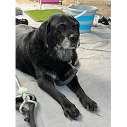 Home Owner wanting sitter in Perth, Western Australia