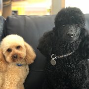 Home Owner wanting sitter in Canberra, New South Wales