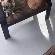 Home Owner wanting sitter in Busselton , Western Australia