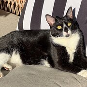 Home Owner wanting sitter in Wollongong , New South Wales