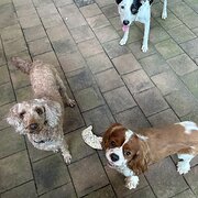 Home Owner wanting sitter in Darwin, Northern Territory