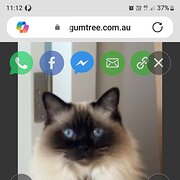 Home Owner wanting sitter in Sydney / Wollongong / Canberra, New South Wales