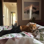 Home Owner wanting sitter in Geelong , Victoria