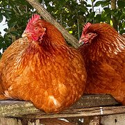 Home Owner wanting sitter in , New South Wales