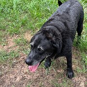 Home Owner wanting sitter in , New South Wales