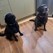 Home Owner wanting sitter in Coodanup, Western Australia