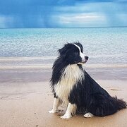 Home Owner wanting sitter in Adelaide, South Australia