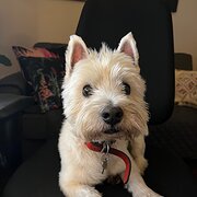 Home Owner wanting sitter in Melbourne, Victoria