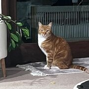 Home Owner wanting sitter in Sydney , New South Wales