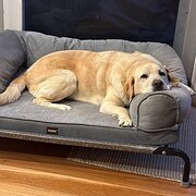 Home Owner wanting sitter in Chatswood , New South Wales