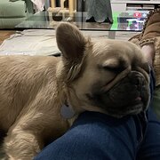 Home Owner wanting sitter in Devonport , Tasmania