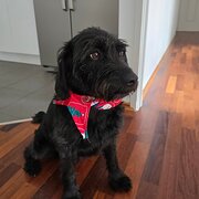 Home Owner wanting sitter in Canberra, Australian Capital Territory