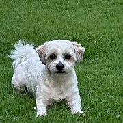 Home Owner wanting sitter in Gold Coast, Queensland
