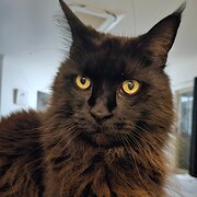 Home Owner wanting sitter in , Western Australia