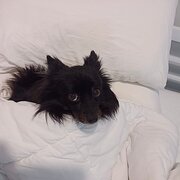 House Sitter - Experienced Pet/Home Sitter!