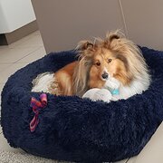 Home Owner wanting sitter in , Australian Capital Territory