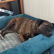 Home Owner wanting sitter in Brisbane , Queensland