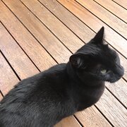 Home Owner wanting sitter in , New South Wales