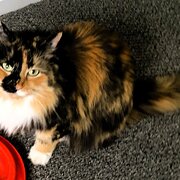 Home Owner wanting sitter in , Victoria