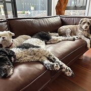 Home Owner wanting sitter in Canberra, Australian Capital Territory