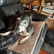 Home Owner wanting sitter in , Tasmania