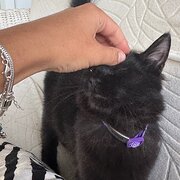 House Sitter - Giulia