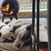 Home Owner wanting sitter in Perth , Western Australia