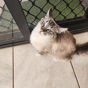 Home Owner wanting sitter in Perth, Western Australia