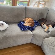 House Sitter - Kirsty and Jasper’s housesitting 