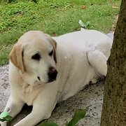Home Owner wanting sitter in Geelong, Victoria
