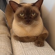 Home Owner wanting sitter in Sydney, New South Wales