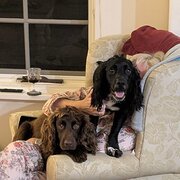 Home Owner wanting sitter in Adelaide, South Australia