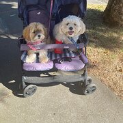 Home Owner wanting sitter in Melbourne, Victoria