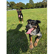Home Owner wanting sitter in Sydney, New South Wales